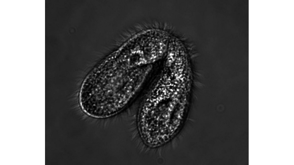 Tetrahymena spp.