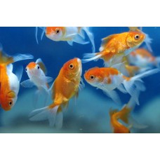 Sykdommer hos akvariefisk (ferskvann) - Årsabonnement - gyldig i 365 dager