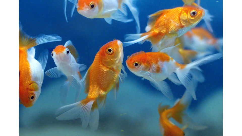 Sykdommer hos akvariefisk (ferskvann) - Årsabonnement - gyldig i 365 dager